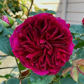 Munstead_Wood_Rose